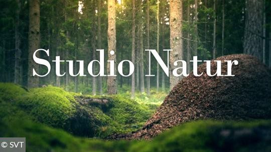 studio-natur